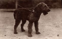 CPA Chien Chiens 