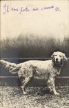 CPA Chien Chiens 