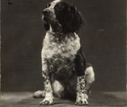 CPA Chien Chiens 