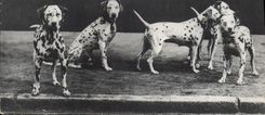 CPA Chien Chiens Dalmatiens 