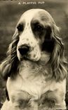 Vintage Postcard Dog Dogs A playful pup