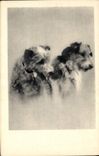 CPA Chien Chiens 