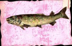 Vintage Postcard Fantasy Poisson Poisson