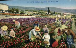 CPA Cueillette des roses Cote d'Azur 