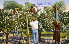 CPA Cueillette de la fleur d'oranger Cote d'Azur