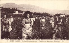 CPA Cueillette du jasmin Cote d'Azur