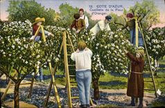 CPA Cueillette de la fleur d'oranger Cote d'Azur