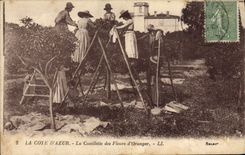 CPA Cueillette des fleurs d'oranger Cote d'Azur