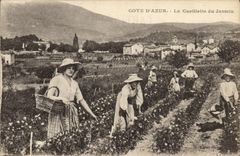 CPA Cueillette du jasmin Cote d'Azur