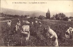 CPA Cueillette du jasmin Cote d'Azur 