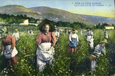 CPA Cueillette du jasmin Cote d'Azur