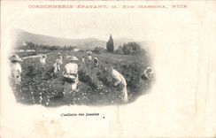 Vintage Postcard Gathering of the jasmines