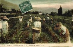 CPA Cueillette du jasmin Cote d'Azur