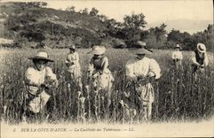 CPA Cueillette des Tubereuses Cote d'Azur