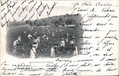 CPA Cueillette des jasmins