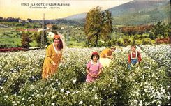 CPA Cueillette des jasmins Cote d'Azur