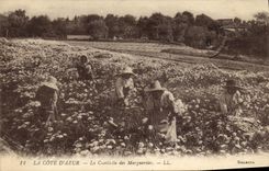 CPA Cueillette des marguerites Cote d'Azur