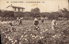 CPA Cueillette des roses Cote d'Azur
