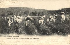 CPA Cueillette des jasmins Cote d'Azur
