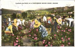 CPA Cueillette des roses de la Parfumerie Bruno Court Grasse