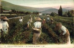 CPA Cueillette du jasmin Cote d'Azur