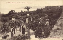 Vintage Postcard Cueillette of flowers of orange trees Dimensions Azure