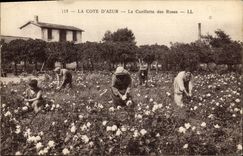 CPA Cueillette des roses Cote d'Azur