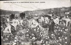 CPA Cueillette des roses de la Parfumerie Bruno Court Grasse