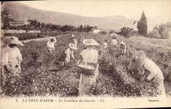 CPA Cueillette du jasmin Cote d'Azur