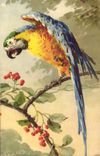 Vintage Postcard Fantasy Illustrator Flowers Parrot