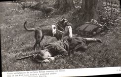 CPA Chien ambulancier de la Croix Rouge trouvant un blesse Militaria Chiens 