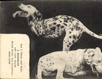 CPA Chien Chiens sans pattes Marchand Rond Point des gondoles Choisy le ROI TOP 