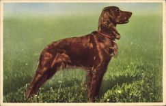 CPA Chien Chiens 