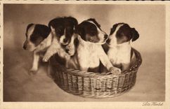 CPA Chien Chiens 