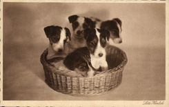 CPA Chien Chiens 
