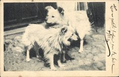 CPA Chien Chiens 