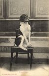 CPA Chien Chiens Un gros fumeur Pipe Tabac 