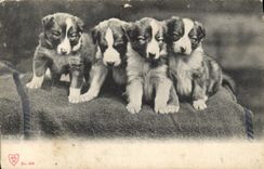 CPA Chien Chiens 