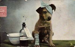 Vintage Postcard Dog Dogs One the club