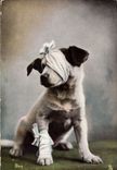 CPA Chien Chiens 