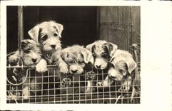 CPA Chien Chiens 