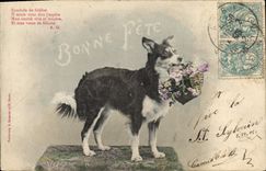 CPA Chien Chiens 