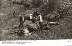 CPA Chien ambulancier de la Croix Rouge trouvant un blesse Militaria Chiens 