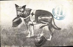 Vintage Postcard Dog Dogs the medical dog Red Cross