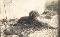 CARTE PHOTO Chien Chiens 