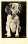 CPA Chien Chiens 