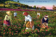 CPA Cueillette des roses Cote d'Azur 