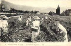CPA Cueillette du jasmin Cote d'Azur 