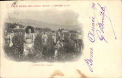 Vintage Postcard Gathering of the jasmines Young Molinard Perfumery