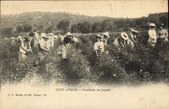 CPA Cueillette du jasmin Cote d'Azur 